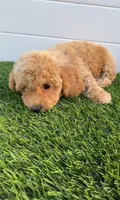 Miko 💙 Adorable Bichpoo Puppy | Designer dog, a male Poodle - Toy  and Bichpoo for sale in San Diego, CA – 4 of 10