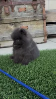 Gusto AKC tiny baby boy, a male Pomeranian for sale in San Diego, CA – 5 of 7