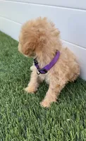 Daisy tiny bichpoo puppy, a female Poodle - Toy  for sale in San Diego, CA – 2 of 4