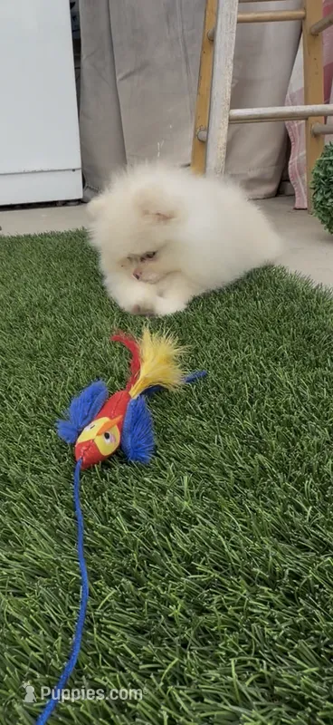 happy baby girl  ready now DNA tested  – Pomeranian puppy for sale in San Diego, CA