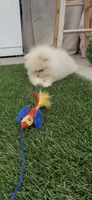 happy baby girl  ready now DNA tested , a female Pomeranian for sale in San Diego, CA – 1 of 10