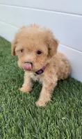 Daisy tiny bichpoo puppy, a female Poodle - Toy  for sale in San Diego, CA – 3 of 4