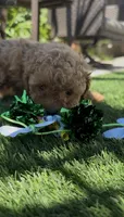 red baby girl, a female Bichon Frise and Poodle - Toy  for sale in San Diego, CA – Photo 2 of 10