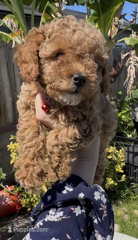 red baby girl – Bichon Frise, Poodle - Toy  puppy for sale in San Diego, CA