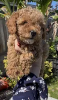red baby girl, a female Bichon Frise and Poodle - Toy  for sale in San Diego, CA – Photo 1 of 10