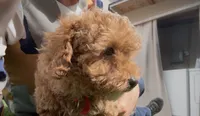 Tiny Red girl bichpoo , a female Poodle - Toy  and Bichpoo for sale in San Diego, CA – 5 of 5