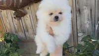 Super small baby teddy bear face, a female Pomeranian for sale in San Diego, CA – Photo 10 of 10