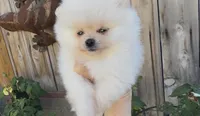 Super small baby teddy bear face, a female Pomeranian for sale in San Diego, CA – Photo 1 of 10