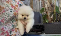 Super small baby teddy bear face, a female Pomeranian for sale in San Diego, CA – Photo 4 of 10