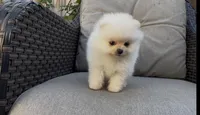 Super small baby teddy bear face, a female Pomeranian for sale in San Diego, CA – Photo 3 of 10