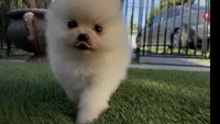 Super small baby teddy bear face, a female Pomeranian for sale in San Diego, CA – Photo 6 of 10