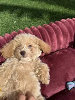 Angel ❤️ Adorable doodle Puppy Ready to go home now , a male Poodle - Toy  for sale in San Diego, CA – 3 of 10