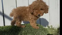 AKC Forrest mini boy ready to go home Today, a male Poodle - Miniature  for sale in San Diego, CA – Photo 2 of 9