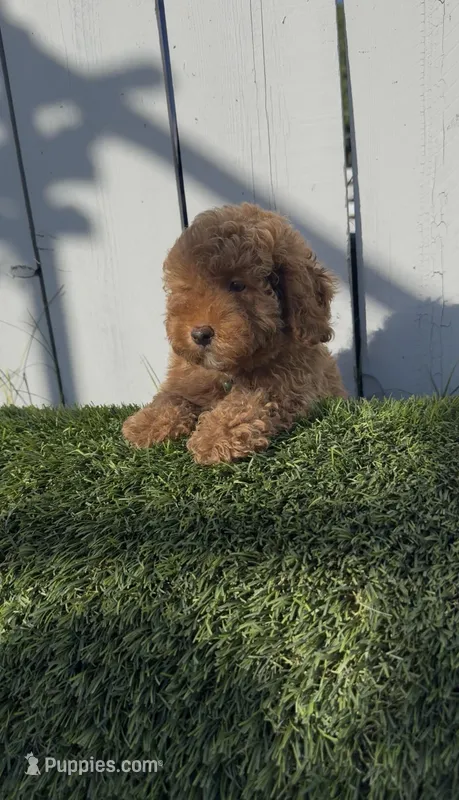 AKC Forrest mini boy ready to go home Today – Poodle - Miniature  puppy for sale in San Diego, CA