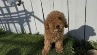 AKC Forrest mini boy ready to go home Today, a male Poodle - Miniature  for sale in San Diego, CA – Photo 5 of 9