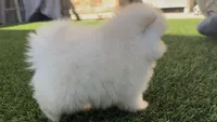  toy girl potty training , a female Pomeranian for sale in San Diego, CA – 4 of 8