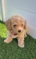 Angel ❤️ Adorable Bichpoo Puppy | Designer Companion, a male Poodle - Toy  and Bichpoo for sale in San Diego, CA – 8 of 10
