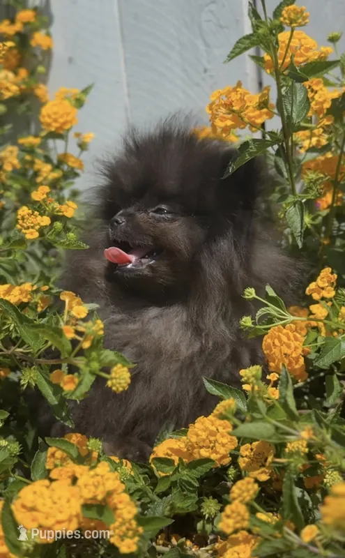 Shadow Micro Pomeranian Calm Pup – Pomeranian puppy for sale in San Diego, CA