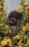 Shadow Micro Pomeranian Calm Pup, a male Pomeranian for sale in San Diego, CA – 1 of 6