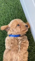 Miko 💙 Adorable Bichpoo Puppy | Designer dog, a male Poodle - Toy  and Bichpoo for sale in San Diego, CA – 5 of 10