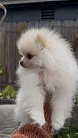 Baby Queen , a female Pomeranian for sale in San Diego, CA – 5 of 9