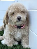 Thor LB  HB ready to go home NOW!, a male Poodle - Toy  and Bichpoo for sale in San Diego, CA – 4 of 10