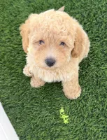 Loki G bichpoo, a male Poodle - Miniature  for sale in San Diego, CA – 6 of 8