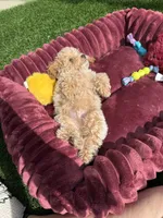 Angel ❤️ Adorable doodle Puppy Ready to go home now , a male Poodle - Toy  for sale in San Diego, CA – 8 of 10