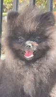 Thor AKC playful and calm puppy, a male Pomeranian for sale in San Diego, CA – 4 of 7