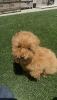 red puppy girl, a female Poodle - Toy  and Bichpoo for sale in San Diego, CA – 3 of 5