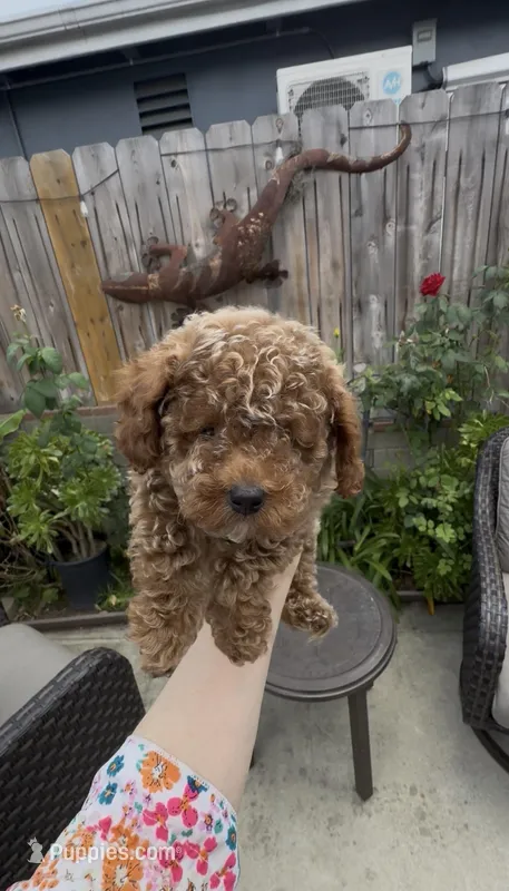 AKC green toy  ready  to go home soon – Poodle - Toy  puppy for sale in San Diego, CA