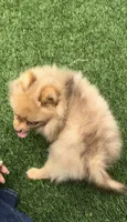 embark tested Chocolate Merle girl , a female Pomeranian for sale in San Diego, CA – 4 of 9