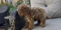 AKC toy boy reado to go home TODAY, a male Poodle - Toy  for sale in San Diego, CA – Photo 4 of 8