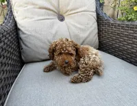 AKC toy boy reado to go home TODAY, a male Poodle - Toy  for sale in San Diego, CA – Photo 7 of 8