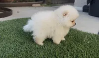  toy girl potty training , a female Pomeranian for sale in San Diego, CA – 7 of 8