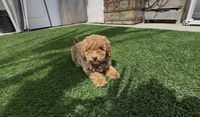 Mother's day special! Pinky girl , a female Poodle - Toy  and Bichpoo for sale in San Diego, CA – Photo 2 of 10
