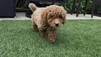 Mother's day special! Pinky girl , a female Poodle - Toy  and Bichpoo for sale in San Diego, CA – Photo 9 of 10