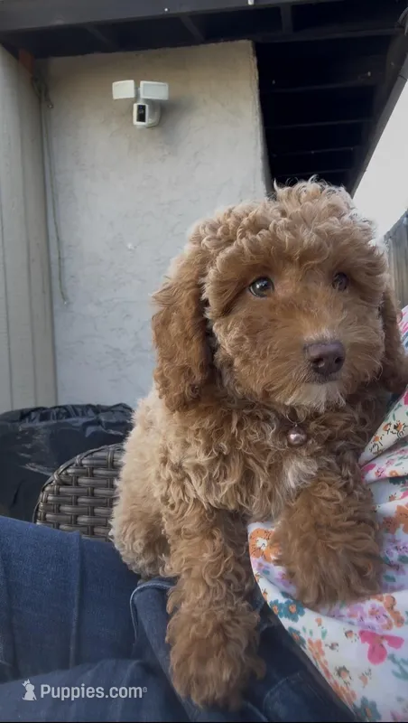 Mother's day special! Pinky girl  – Poodle - Toy , Bichpoo puppy for sale in San Diego, CA