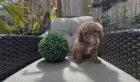 Mother's day special! Pinky girl , a female Poodle - Toy  and Bichpoo for sale in San Diego, CA – Photo 5 of 10
