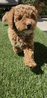 Mother's day special! Pinky girl , a female Poodle - Toy  and Bichpoo for sale in San Diego, CA – Photo 10 of 10
