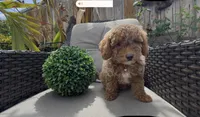 Mother's day special! Pinky girl , a female Poodle - Toy  and Bichpoo for sale in San Diego, CA – Photo 3 of 10