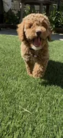 Mother's day special! Pinky girl , a female Poodle - Toy  and Bichpoo for sale in San Diego, CA – Photo 4 of 10