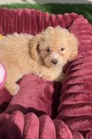 Thor LB  HB ready to go home NOW!, a male Poodle - Toy  and Bichpoo for sale in San Diego, CA – 3 of 10