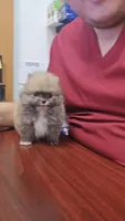 Tiny prince , a male Pomeranian for sale in San Diego, CA – Photo 6 of 6