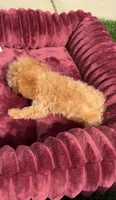 Daisy ready to go home NOW!, a female Poodle - Toy  for sale in San Diego, CA – 7 of 10