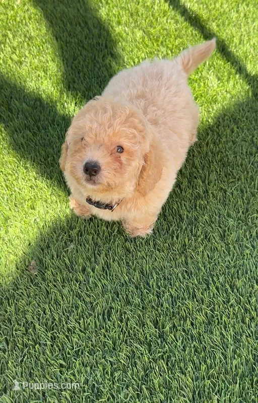 Grizzly 🤎 Adorable Puppy | Designer puppy – Bichpoo puppy for sale in San Diego, CA