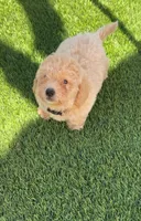 Grizzly 🤎 Adorable Puppy | Designer puppy, a male Bichpoo for sale in San Diego, CA – 1 of 10