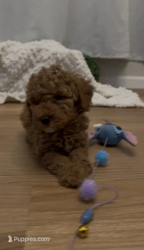 AKC geen boy – Poodle - Toy  puppy for sale in San Diego, CA