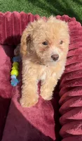 Lily P ready to go home NOW!, a female Poodle - Toy  and Bichpoo for sale in San Diego, CA – 5 of 7