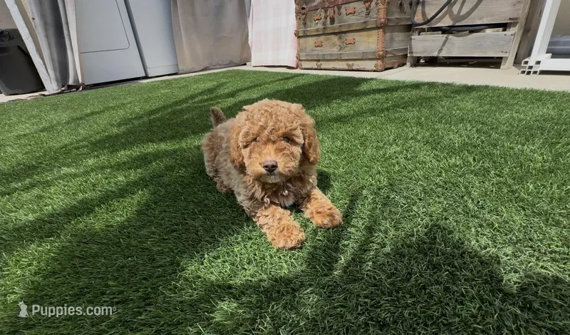 Pinky girl ready to go home Now  – Poodle - Toy , Bichpoo puppy for sale in San Diego, CA